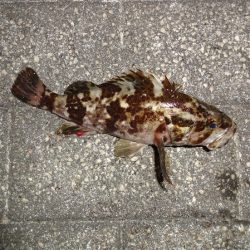 今日長時間粘った割に最近の釣果！^^;