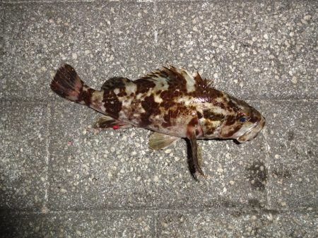 今日長時間粘った割に最近の釣果！^^;