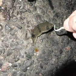 久々のアジング