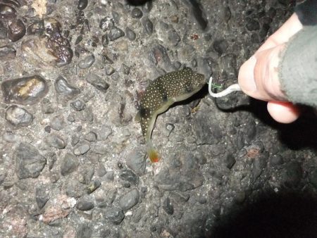 久々のアジング