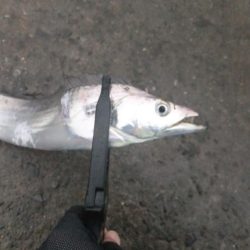 タチウオまだまだ居てる！？