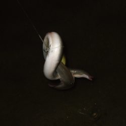 秋のハイシーズンは終了