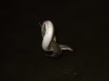 秋のハイシーズンは終了