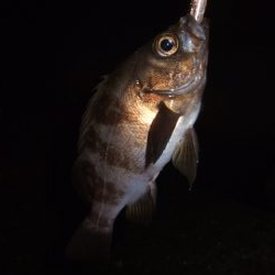 寒さに耐えてアジング