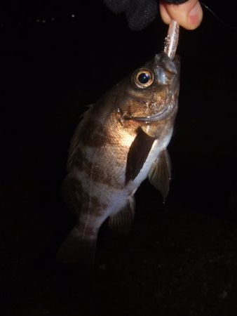 寒さに耐えてアジング