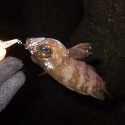 ライトゲームを満喫