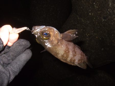 ライトゲームを満喫