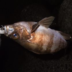 釣り納めライトゲーム