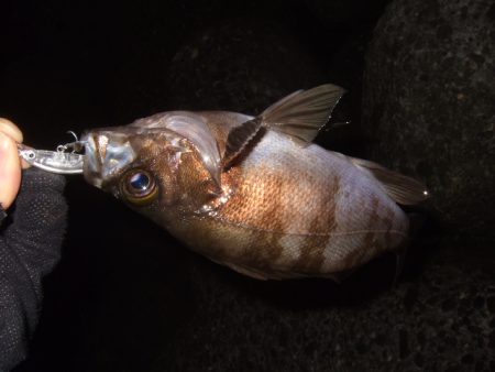 釣り納めライトゲーム