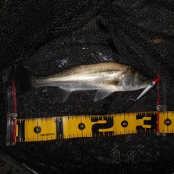 やっぱローリングベイトですよ♪