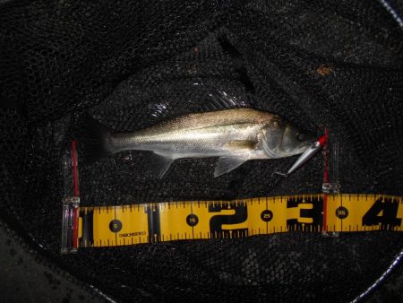 やっぱローリングベイトですよ♪