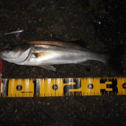 サルベージソリッドのソリッドクリアが効く?