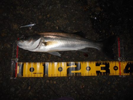 サルベージソリッドのソリッドクリアが効く?