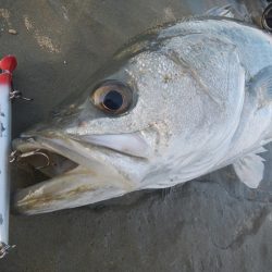 シーバスリベンジ