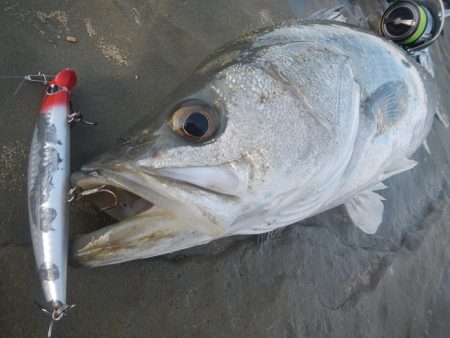 シーバスリベンジ