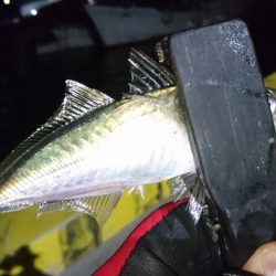 今夜も寄り道アジング