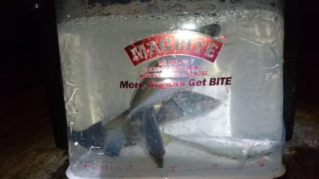 メバリング？アジング？！