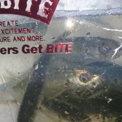 今夜はアジング！！