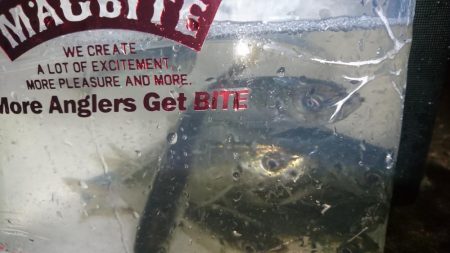 今夜はアジング！！