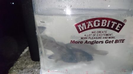 シーバス時々メバル＆・・・？！！