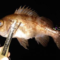 引き続きアジ好調です!