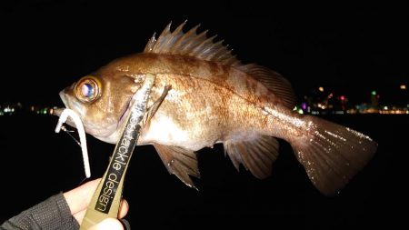 引き続きアジ好調です!