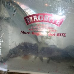 アジ＆メバル！！