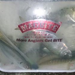 今夜もアジ！！