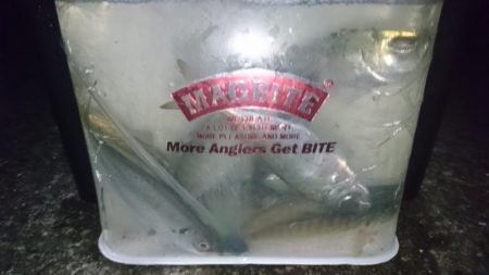 今夜もアジ！！