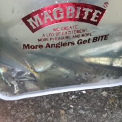 年末アジング！！