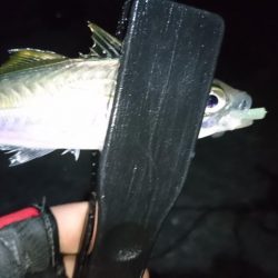 今夜もアジ！！