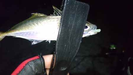 今夜もアジ！！