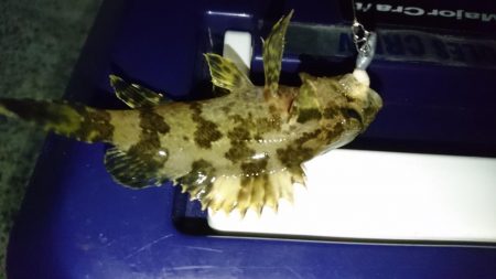 少しだけアジング！！