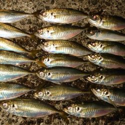 懲りずに良型アジングに!