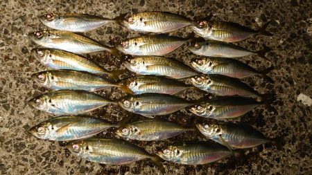 懲りずに良型アジングに!