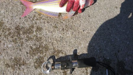 ショアジギング