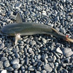 ショアジギング?