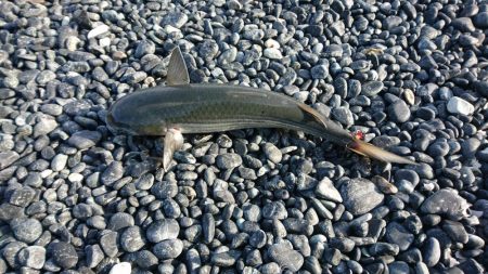 ショアジギング?