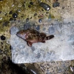 港内での根魚との戯れ