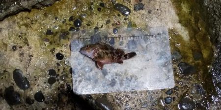 港内での根魚との戯れ