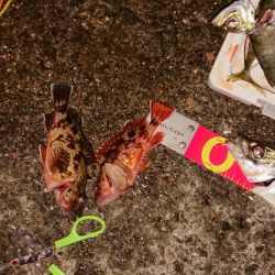 今年最後!アオリ、尺アジ、マダイはくるか