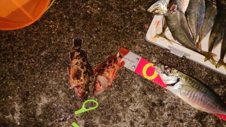 今年最後!アオリ、尺アジ、マダイはくるか