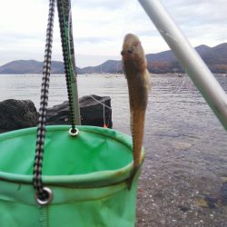 今日も寂しい釣果‼️