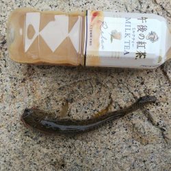 キス狙いの釣行