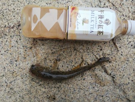 キス狙いの釣行