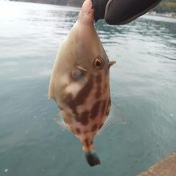 12月なのに超新子