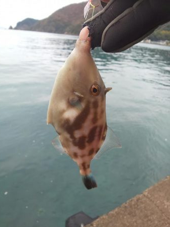 12月なのに超新子