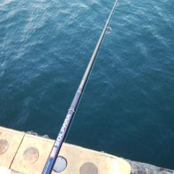 今期3匹目のドラゴン