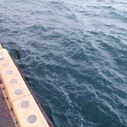 タチウオ数減ってきた