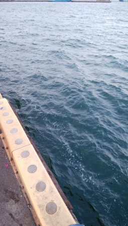 タチウオ数減ってきた